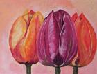 Tulpen 40X30